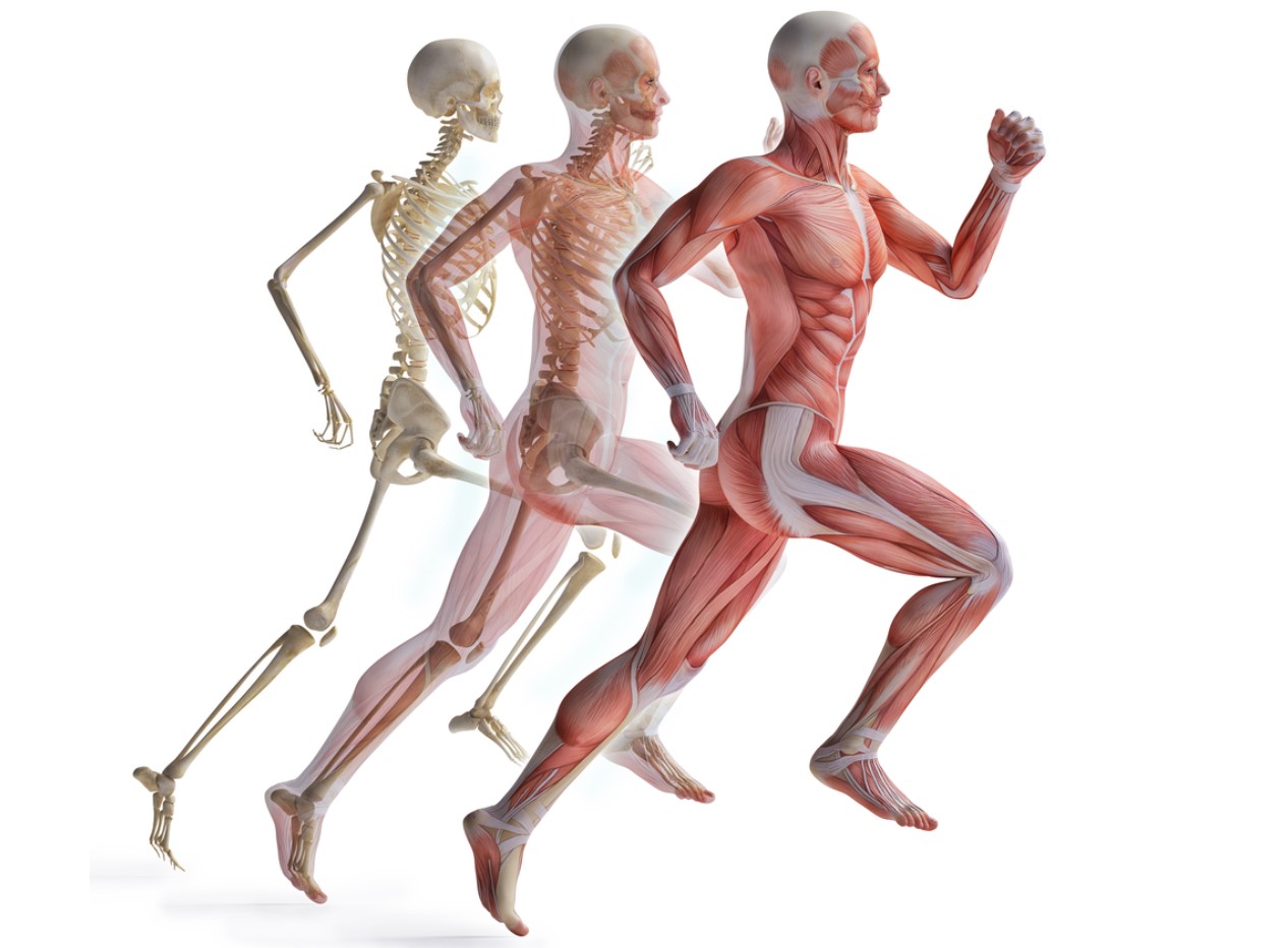 تأثير الحجامة على الجهاز العضلي والعظمي