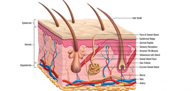 الحجامة وصحة الجلد