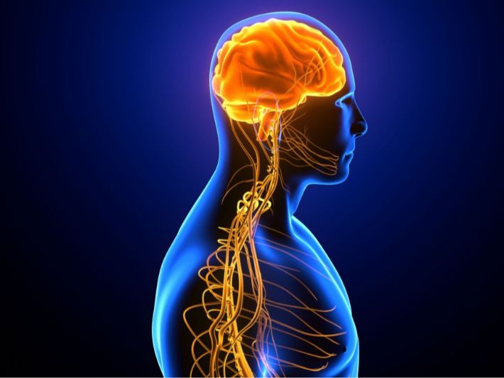 تأثير الحجامة على الجهاز العصبي
